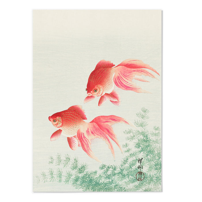 Two Veil Goldfish
