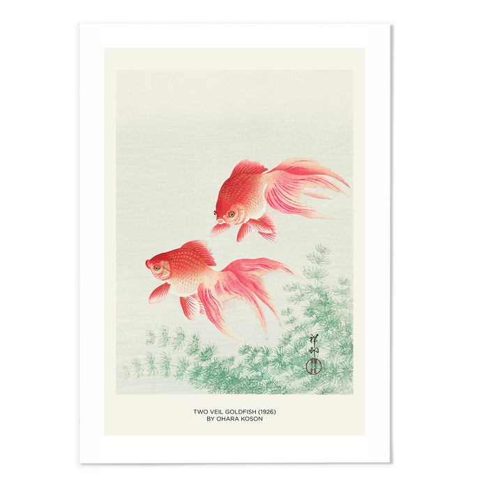 Two Veil Goldfish Text Version