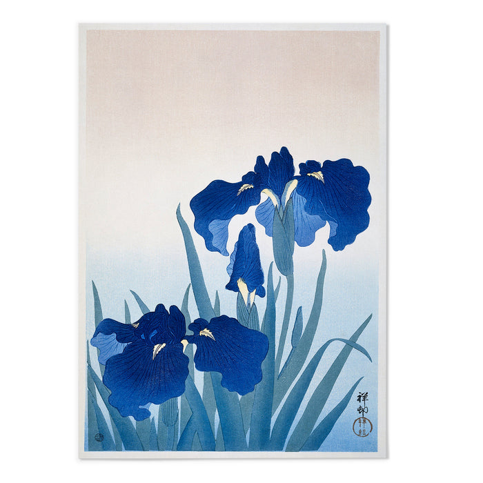 Iris flowers