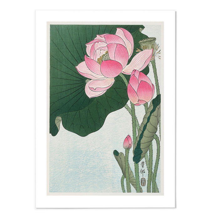 Blooming lotus flowers