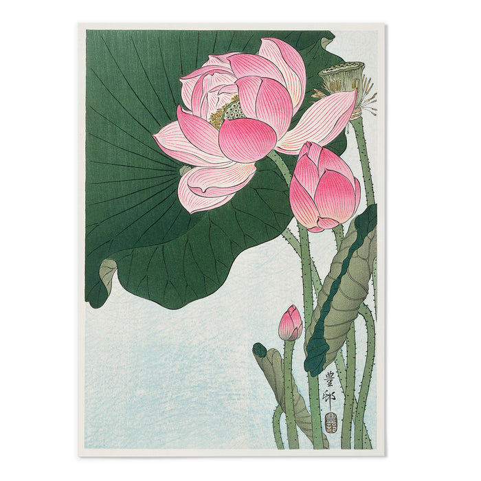 Blooming lotus flowers