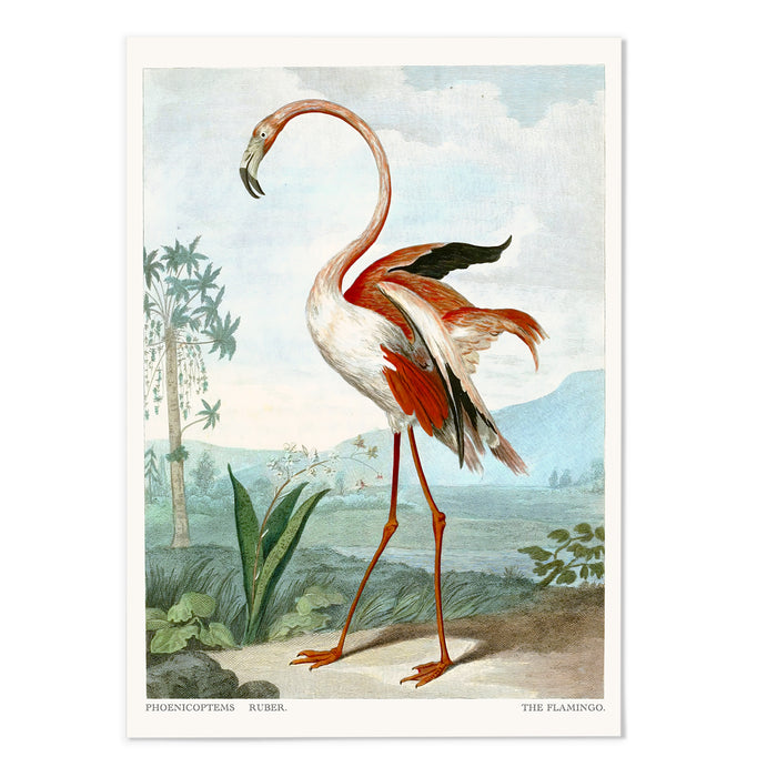 The Flamingo II