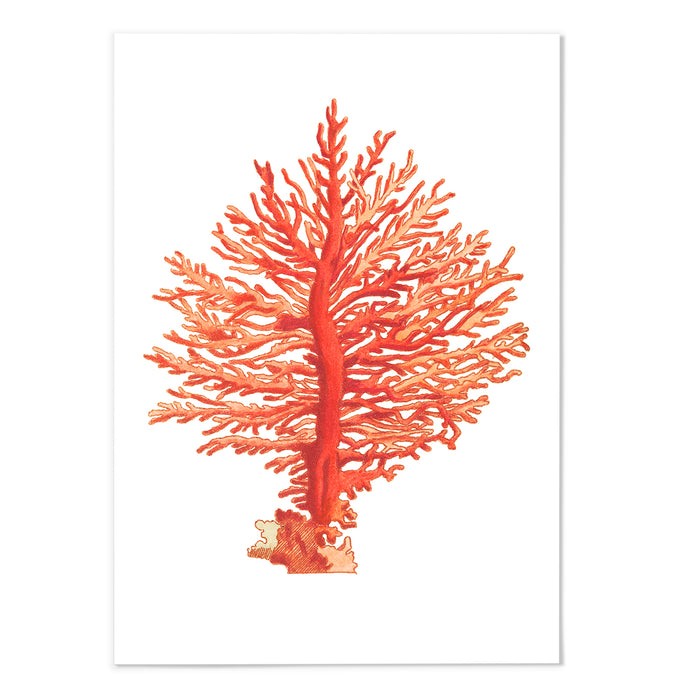 Orange Coral