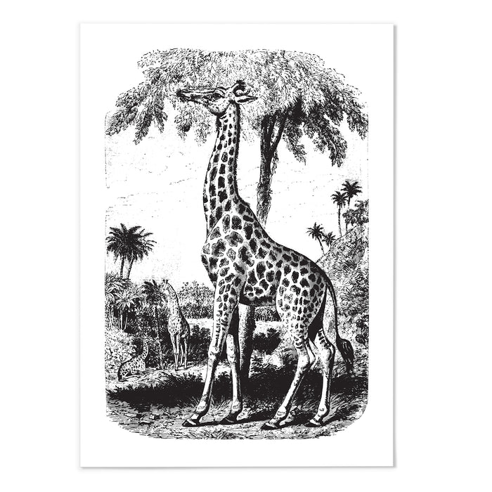 Antique Etching Giraffe