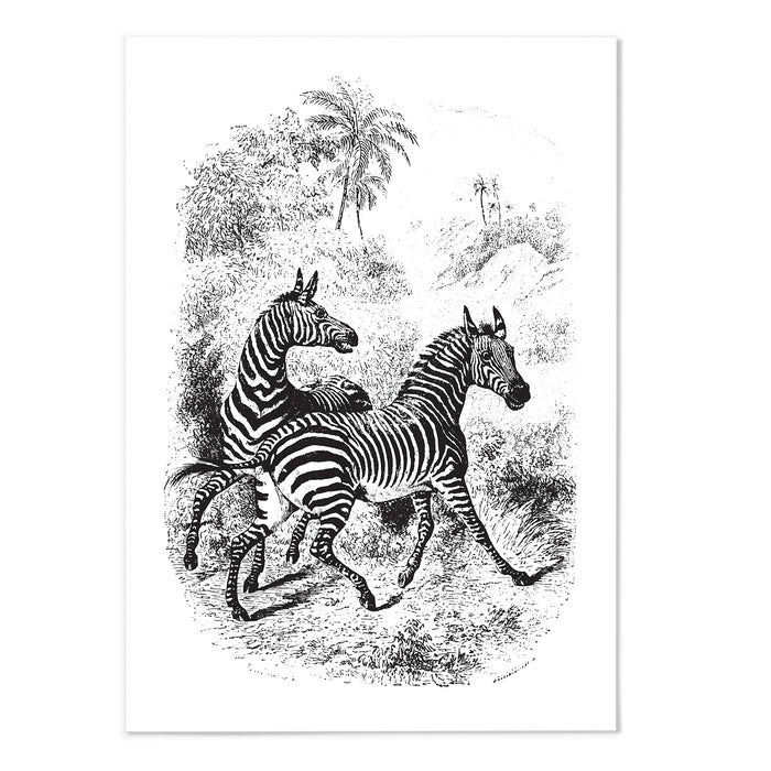 Antique Etching Zebra