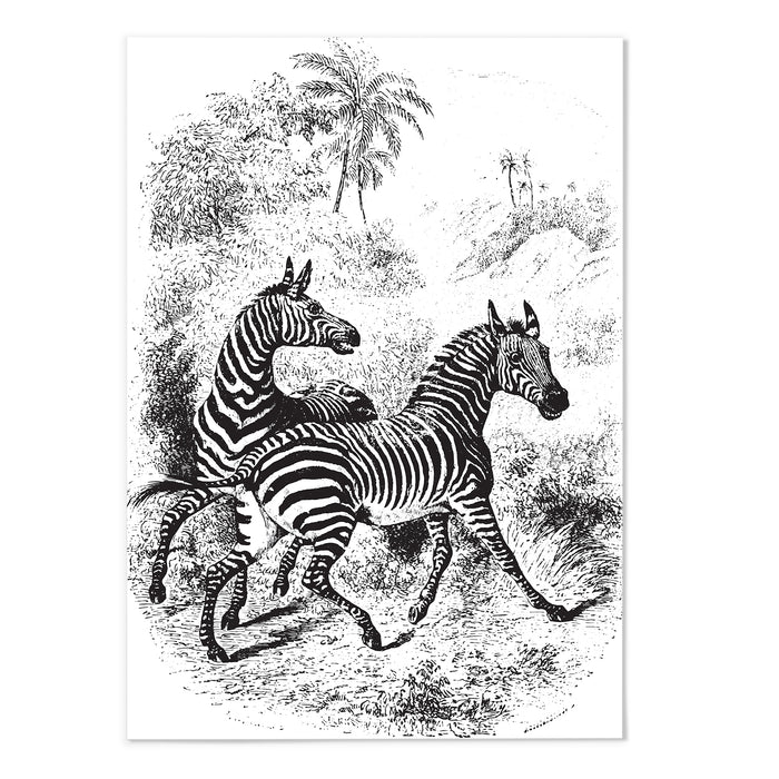 Antique Etching Zebra