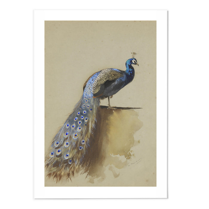 Blue Peacock