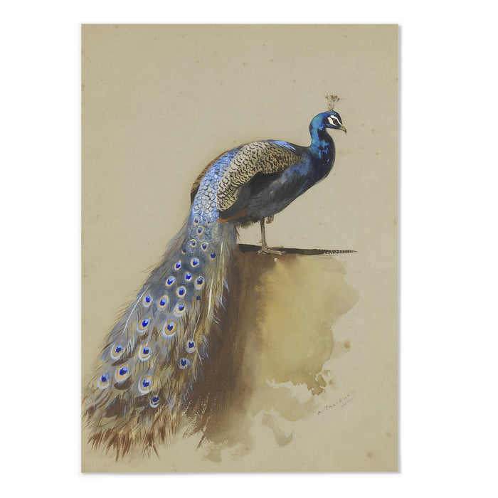 Blue Peacock