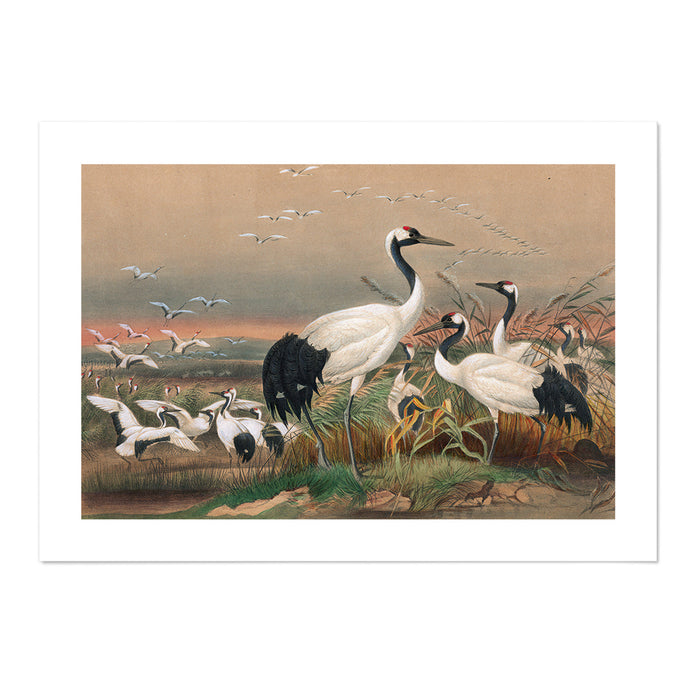 The Mantchurian Crane