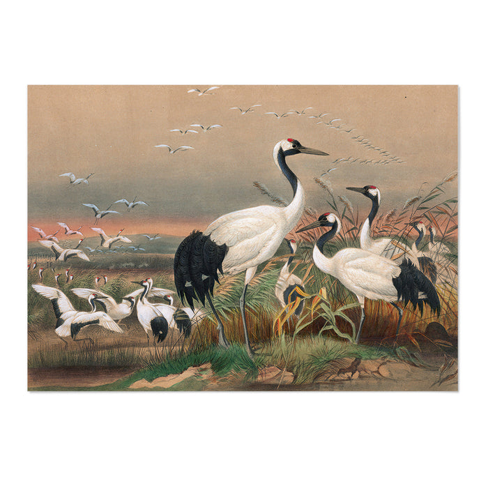 The Mantchurian Crane