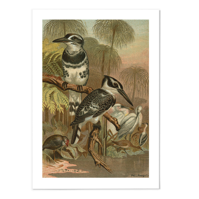 Black and White Kingfisher