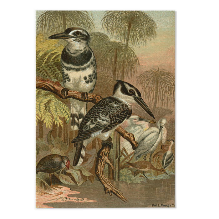 Black and White Kingfisher