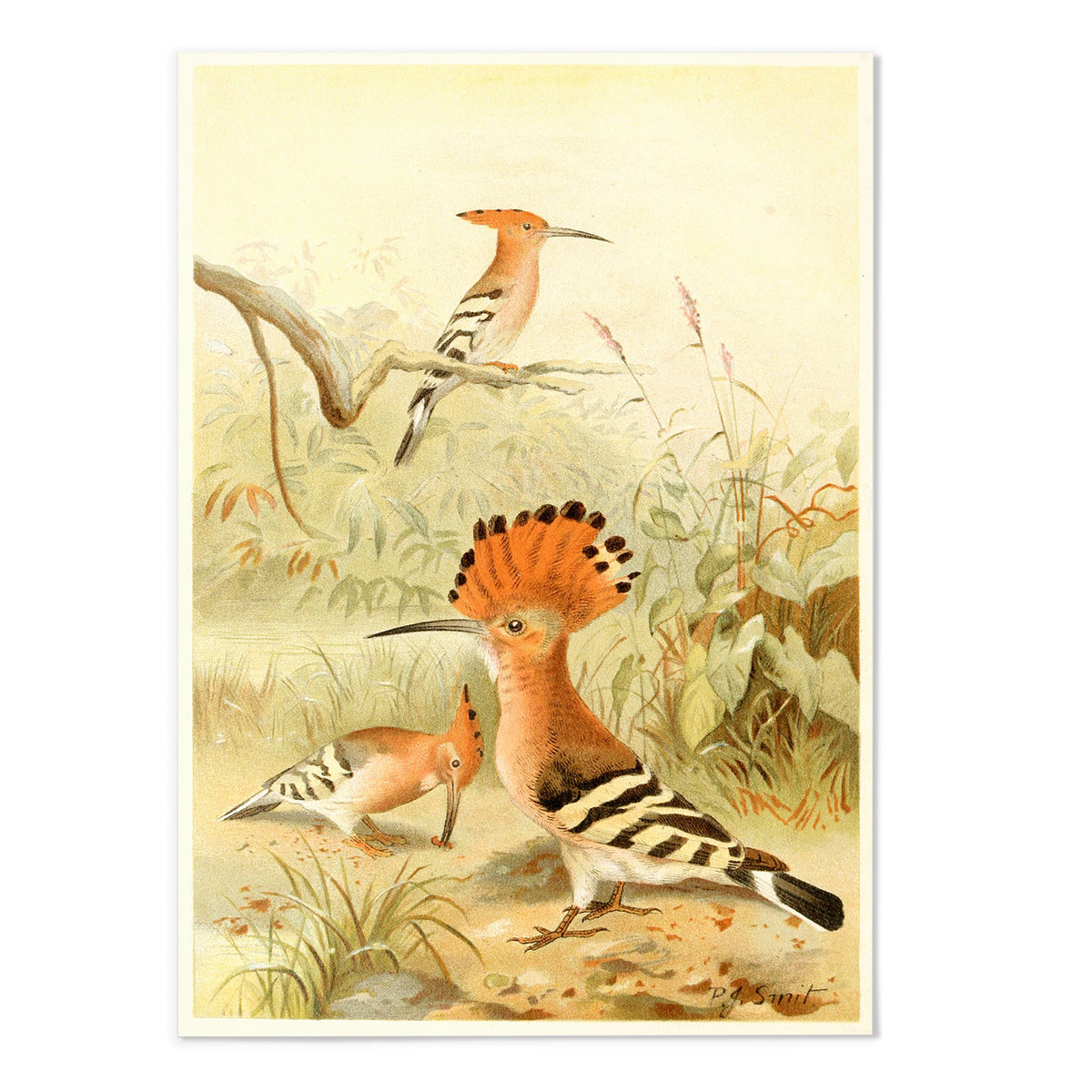 Hoopoes — MJ Design Studio