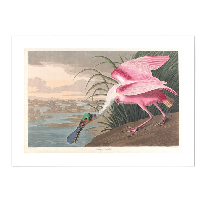 Roseate spoonbill