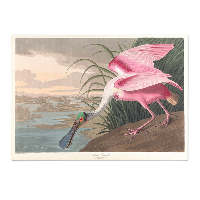 Roseate spoonbill