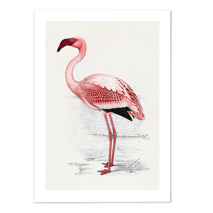 Lesser Flamingo