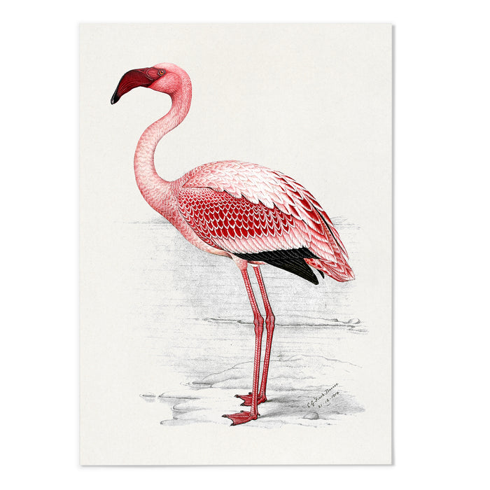 Lesser Flamingo