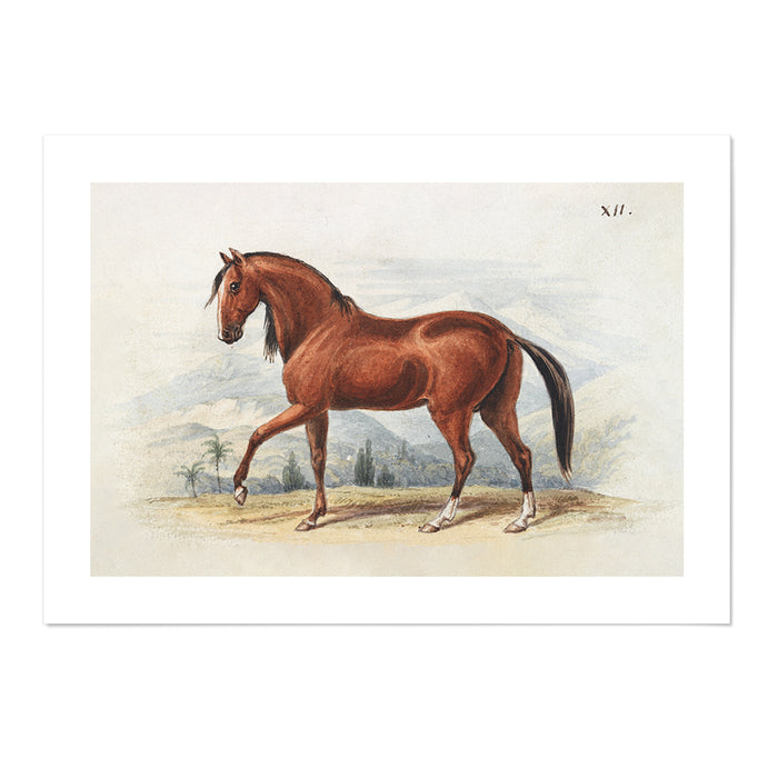 Peruvian Paso