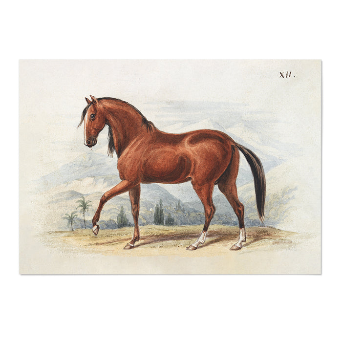 Peruvian Paso