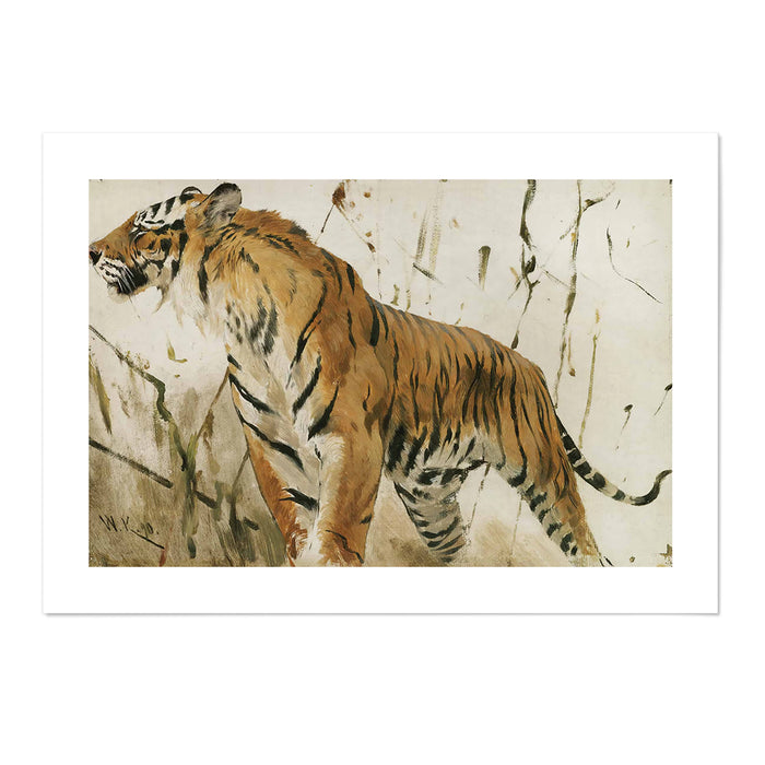 Study Of A Tiger