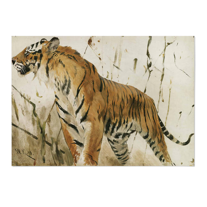 Study Of A Tiger