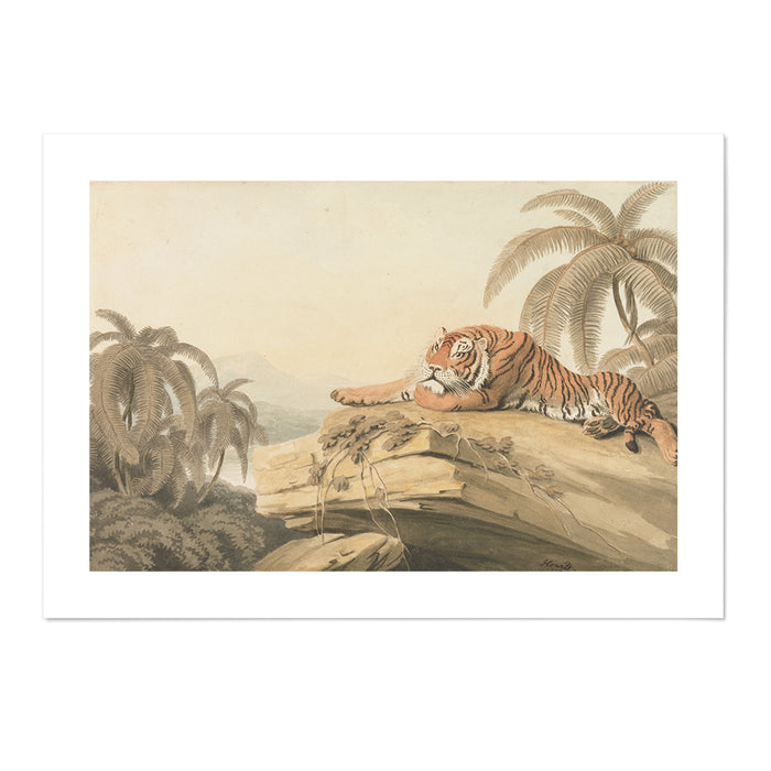 A Tiger Resting