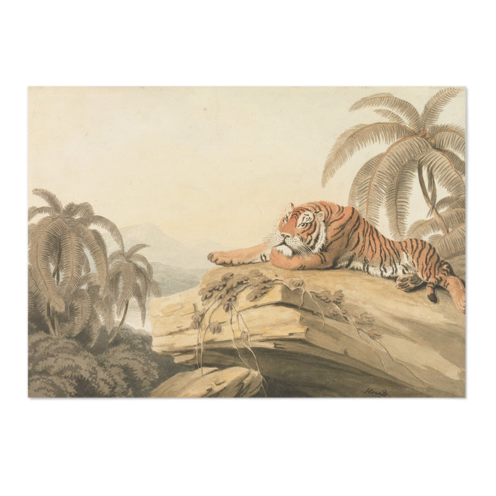 A Tiger Resting