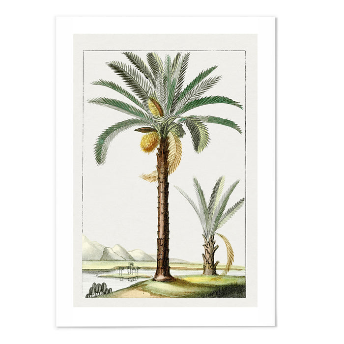 Hand drawn palm tree I