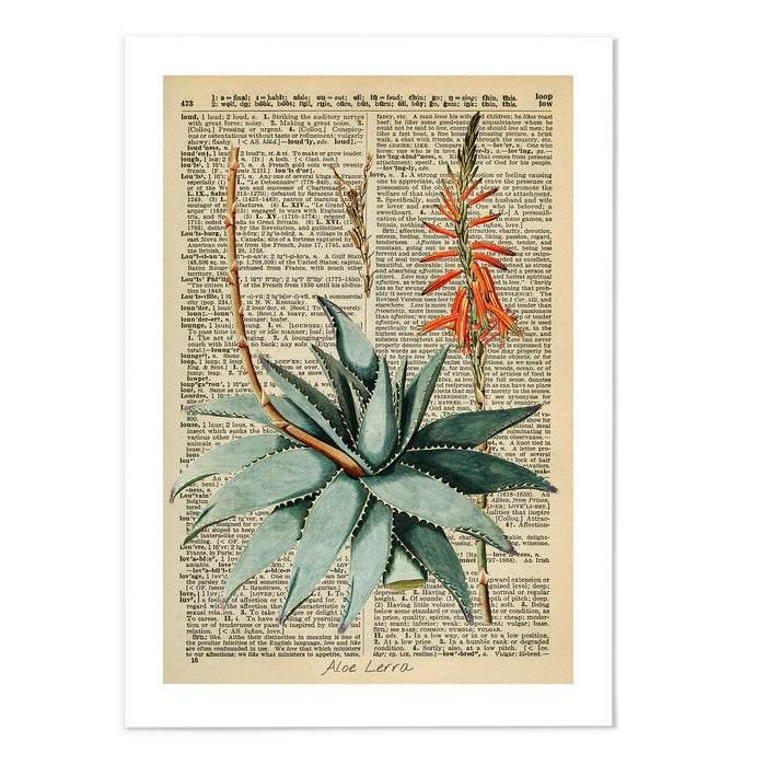 Vintage Dictionary Aloe II
