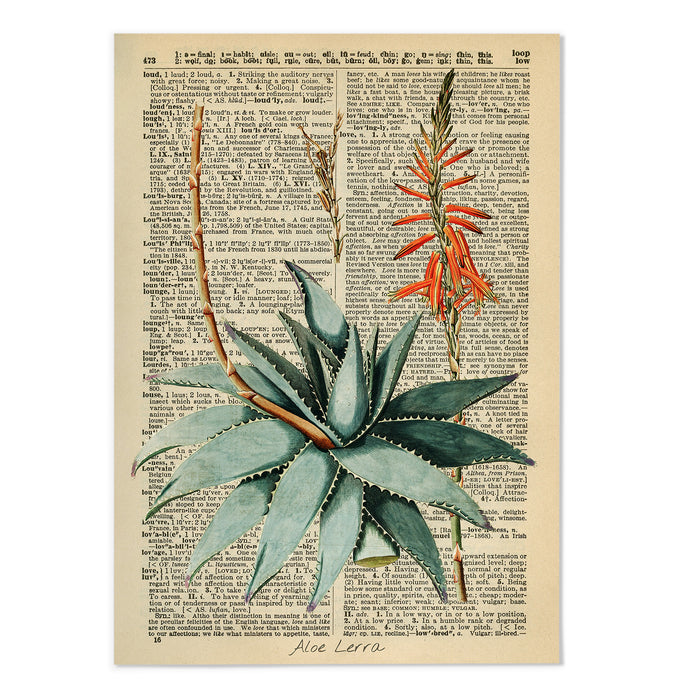 Vintage Dictionary Aloe II