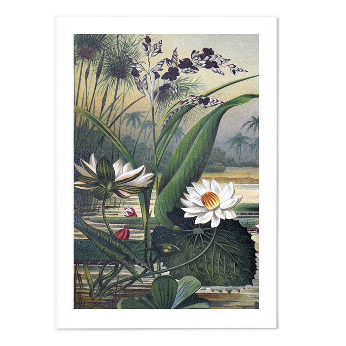 Vintage Botanical II