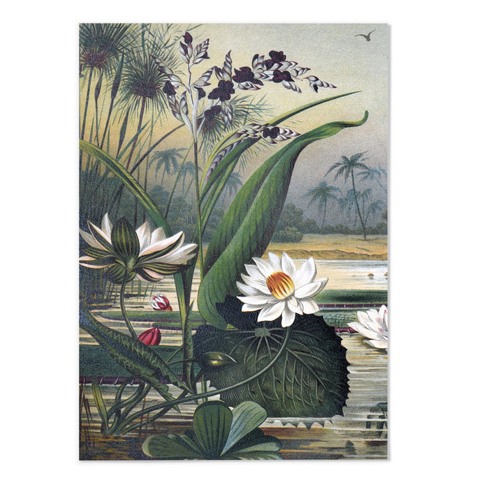 Vintage Botanical II