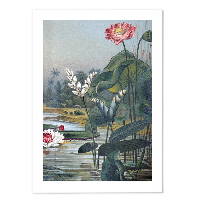 Vintage Botanical III