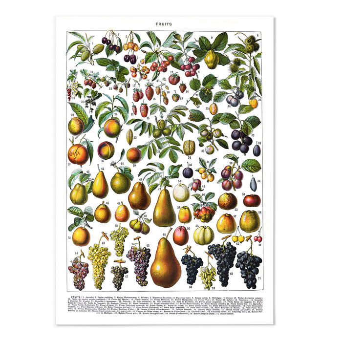Adolphe Millot Fruits