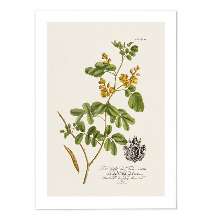 18th Century Botanical