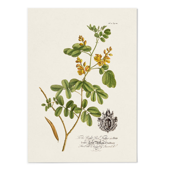 18th Century Botanical
