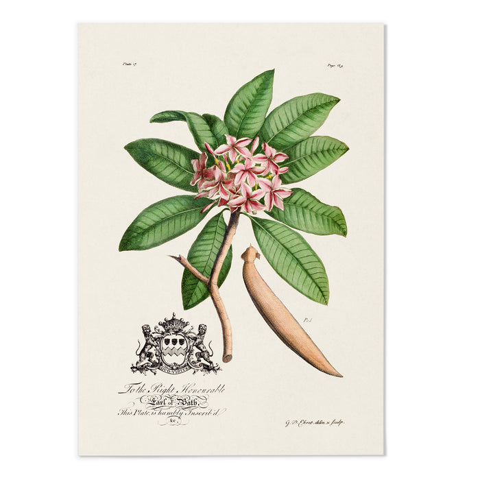 18th Century Botanical II