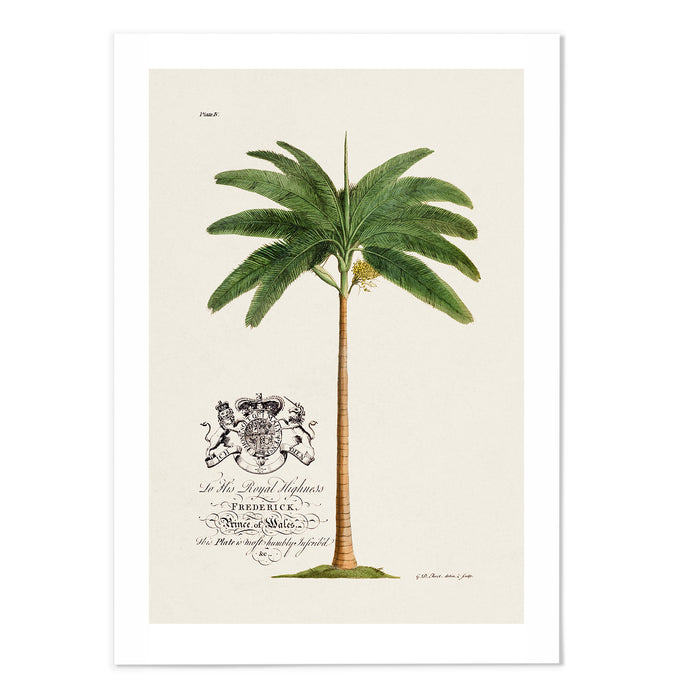 18th Century Palm Tree
