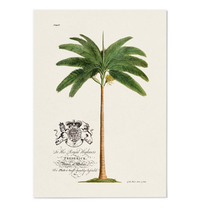 18th Century Palm Tree