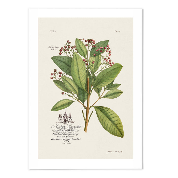 18th Century Botanical III
