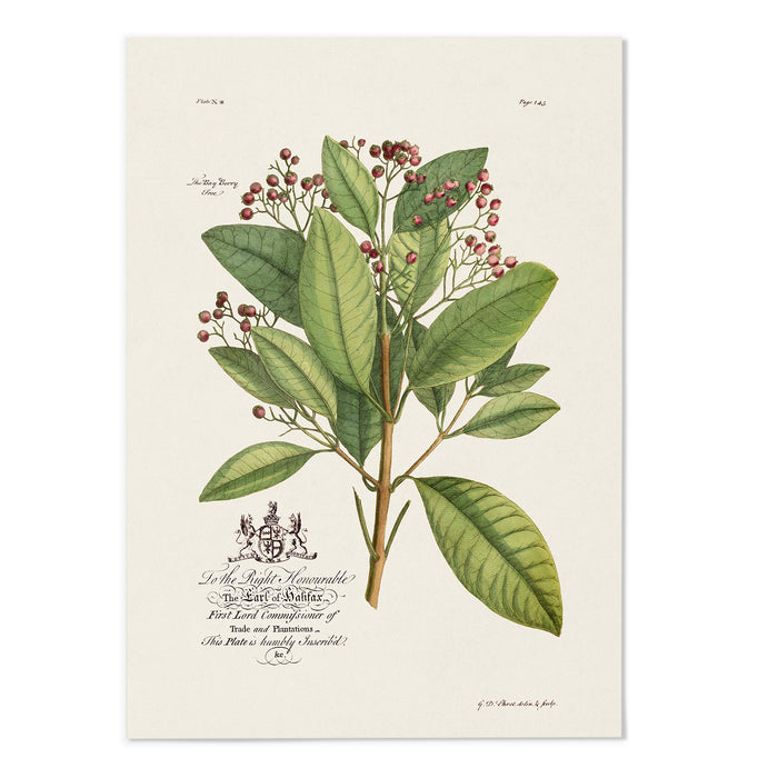 18th Century Botanical III