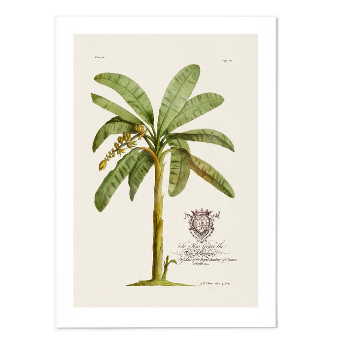 18th Century Banana Tree