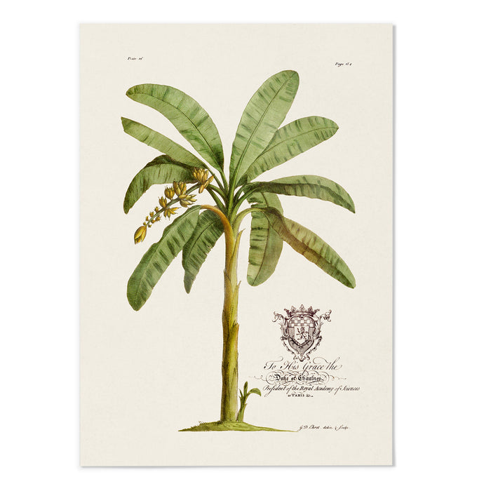 18th Century Banana Tree