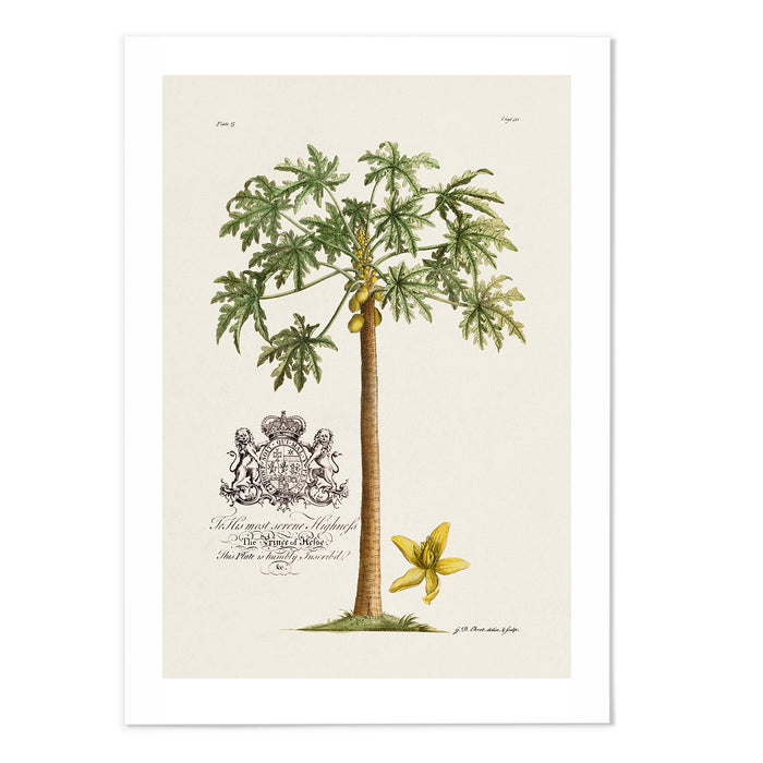 18th Century Papaya Tree