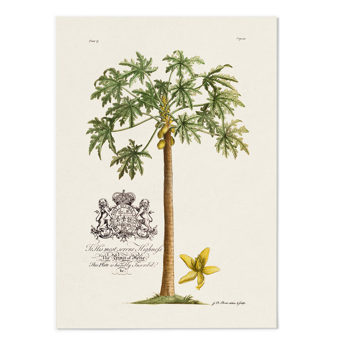 18th Century Papaya Tree