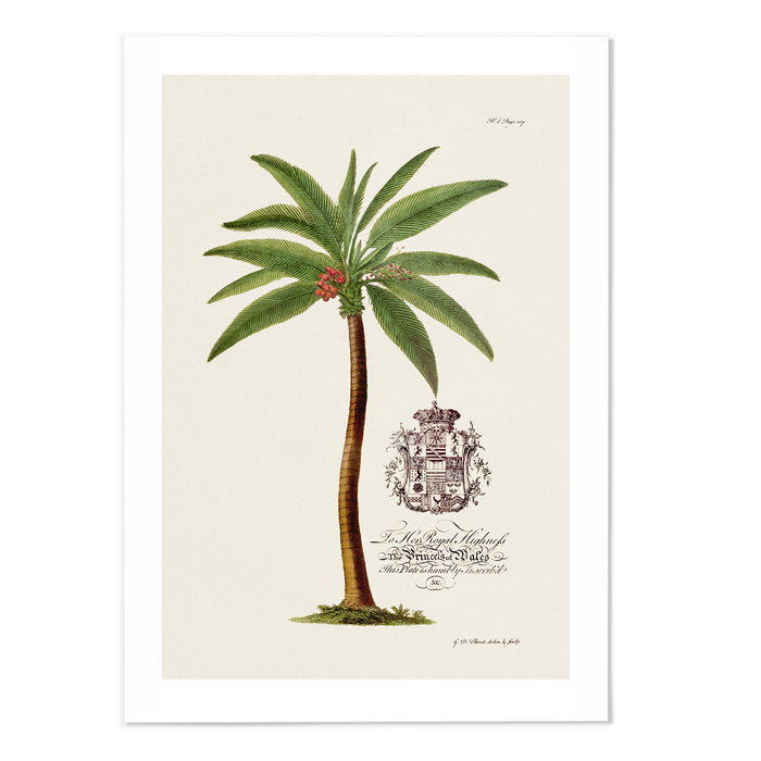 18th Century Palm Tree II