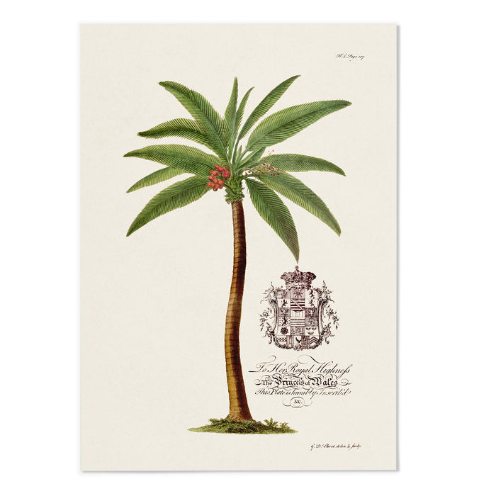 18th Century Palm Tree II