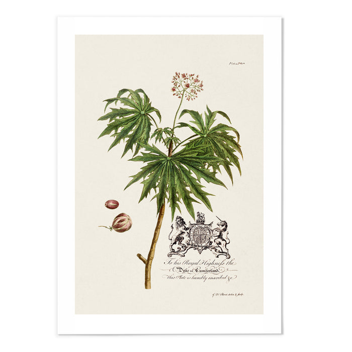 Castor Oil Plant