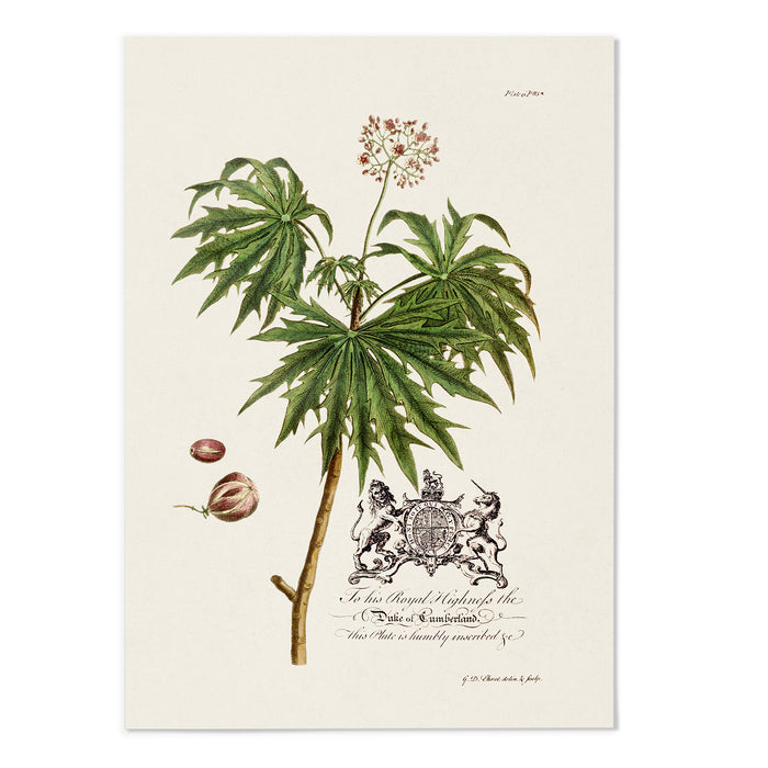 Castor Oil Plant