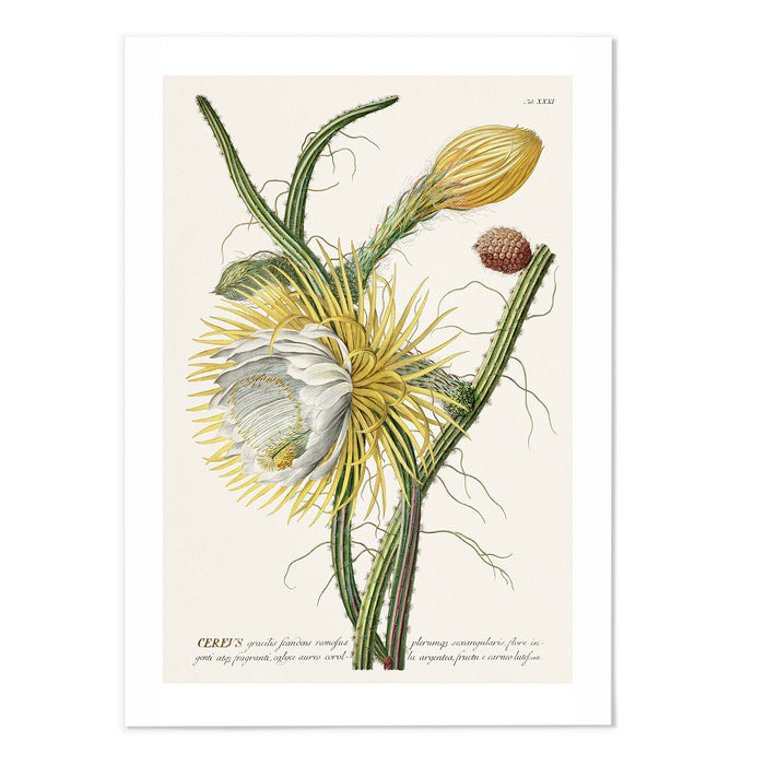 Cereus I